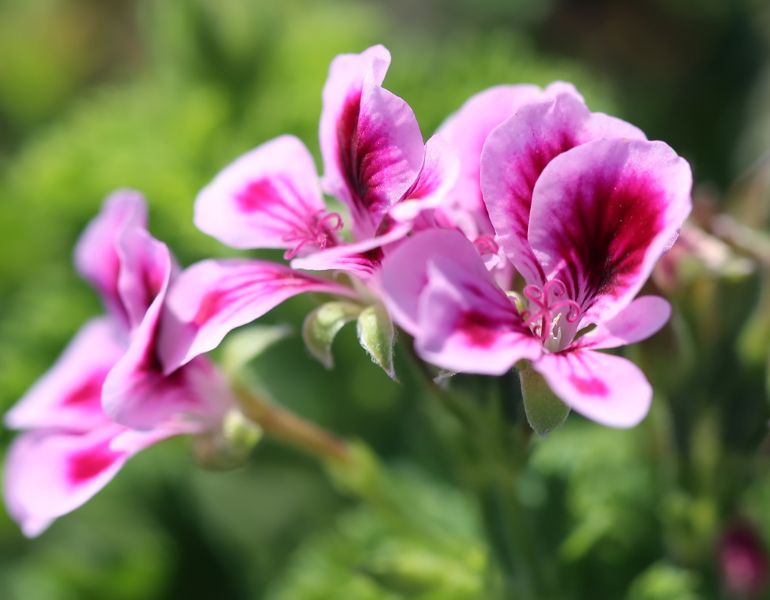 Pelargonium Graveolens Flower Oil là gì?