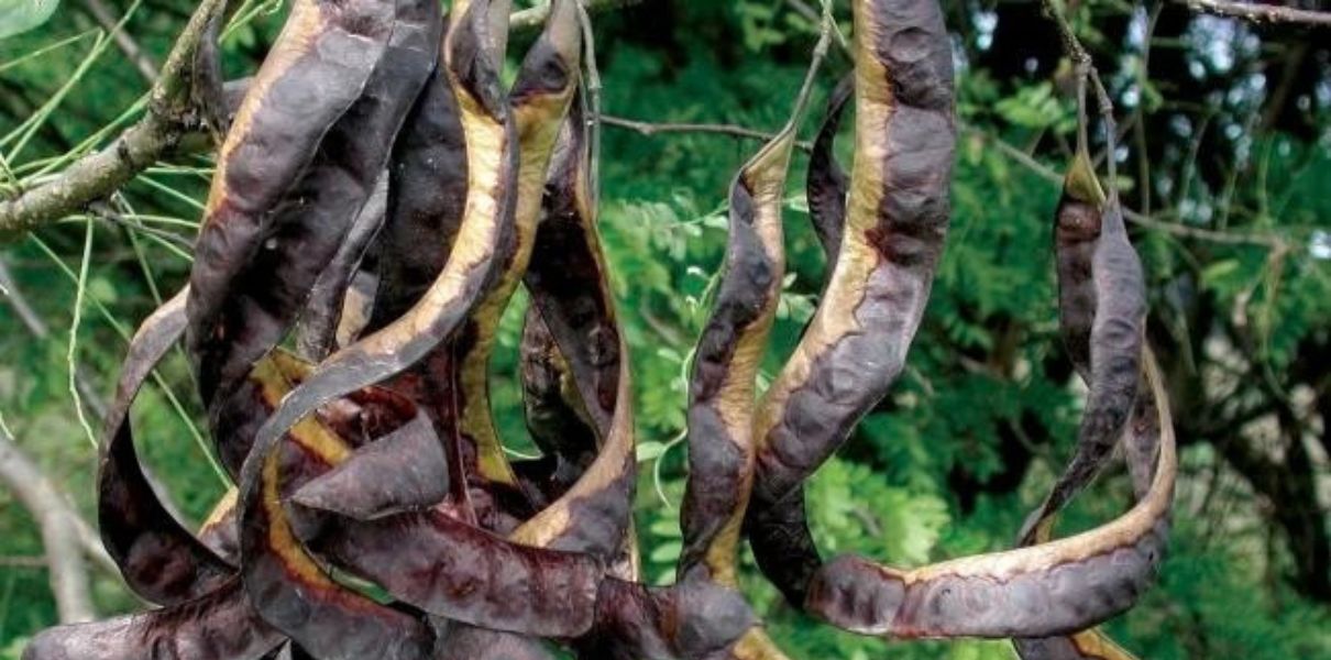 6 tác dụng của bồ kết cho mái tóc dày mượt chắc khỏe