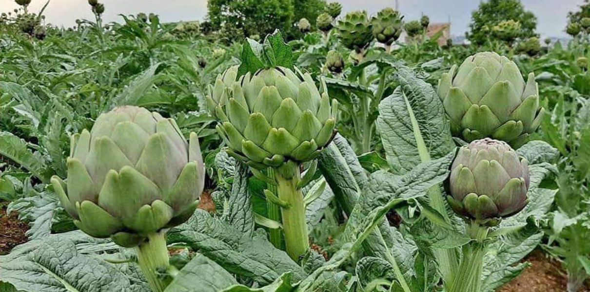 Actisô (Cynara scolymus): Đặc điểm, thành phần & công dụng
