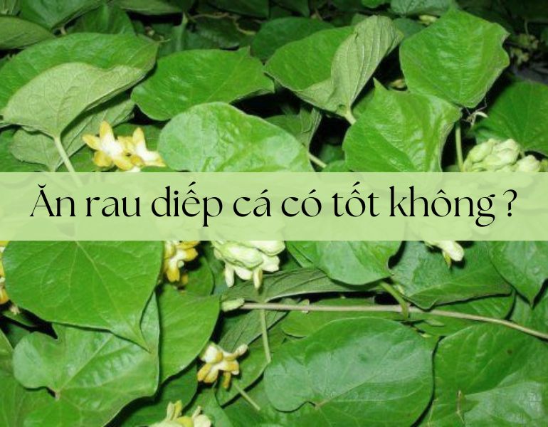 Ăn rau diếp cá có tốt không ?