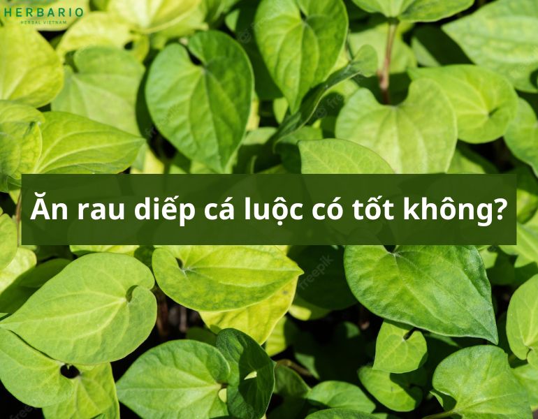 Ăn rau diếp cá luộc có tốt không?