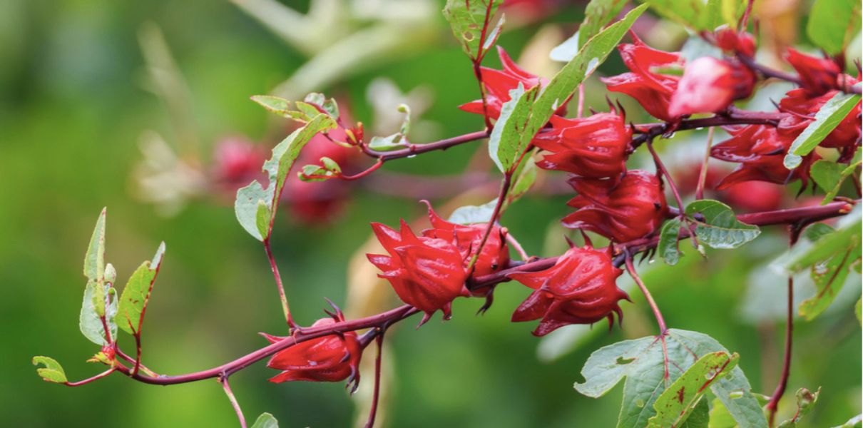 Atisô đỏ (Hibiscus sabdariffa): Đặc điểm, thành phần và công dụng