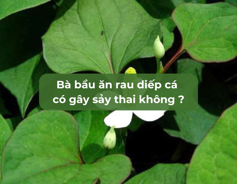 Bà bầu ăn rau diếp cá có gây sảy thai không?