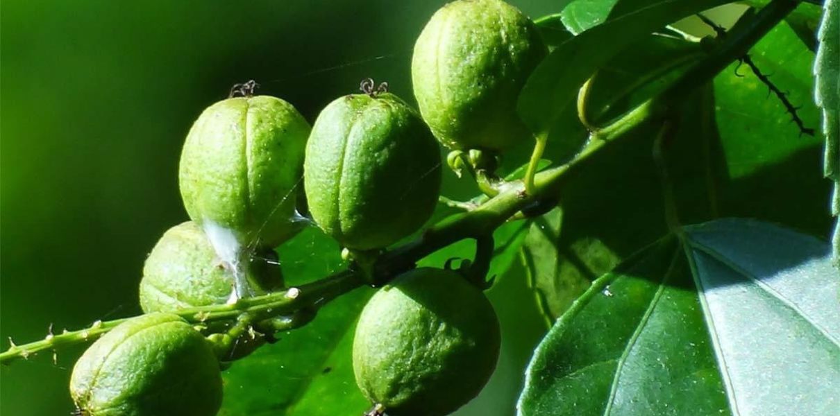 Ba đậu (Croton tiglium L.): Đặc điểm, thành phần & công dụng