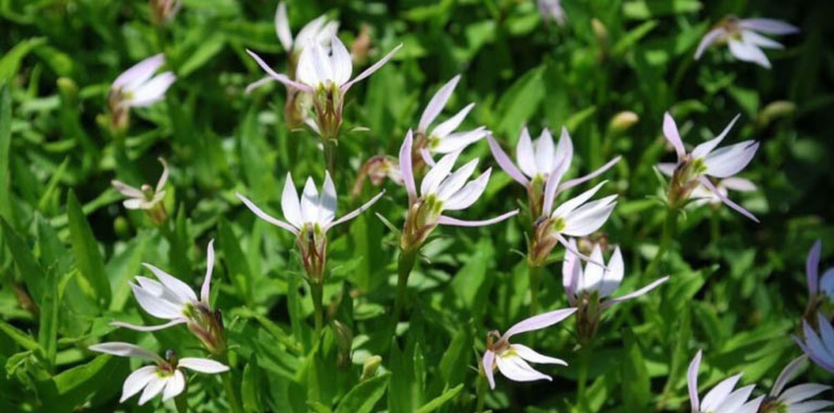 Bán biên liên (Lobelia chinensis): Đặc điểm, thành phần và công dụng