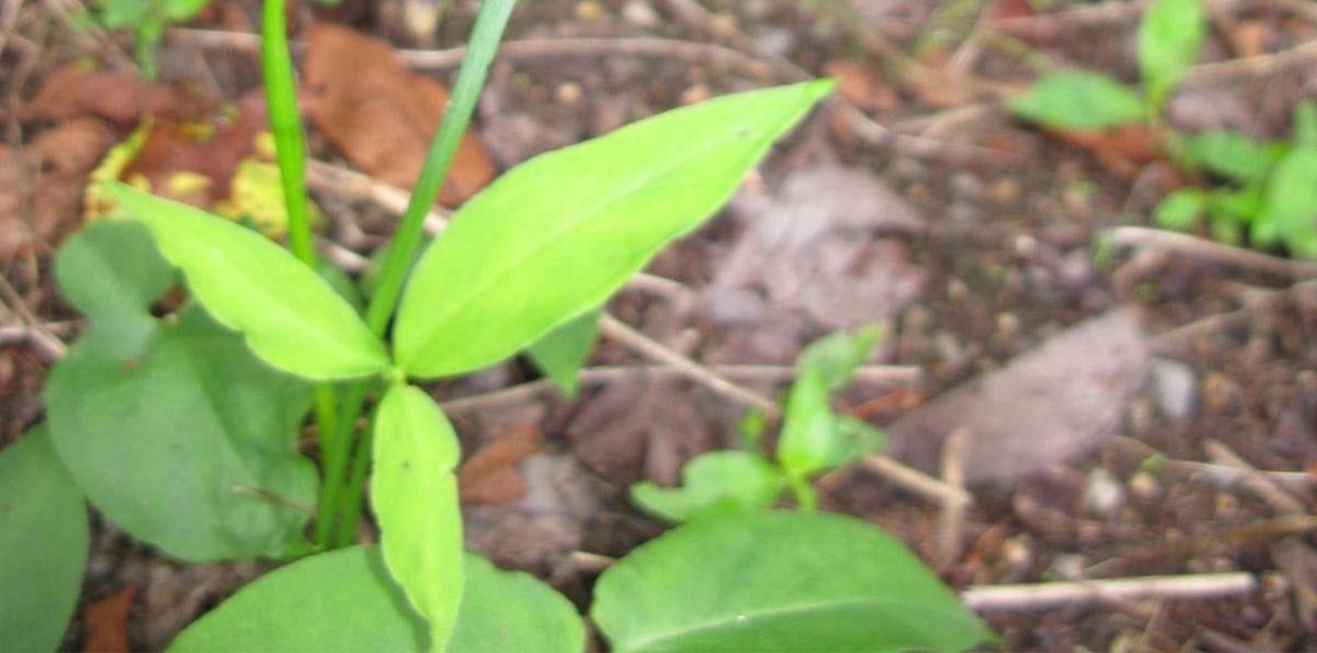 Bán hạ bắc (Pinellia ternata): Đặc điểm, thành phần & công dụng