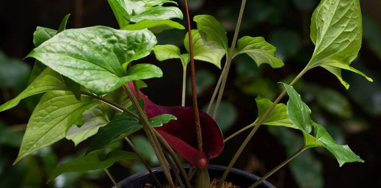 Bán hạ nam (Typhonium trilobatum): Đặc điểm, thành phần và công dụng