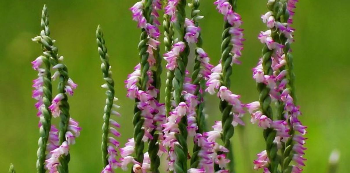 Bàn long sâm (Spiranthes sinensis): Đặc điểm, thành phần và công dụng