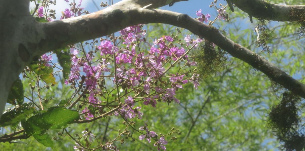 Bằng lăng (Lagerstroemia calyculata): Đặc điểm, thành phần và công dụng