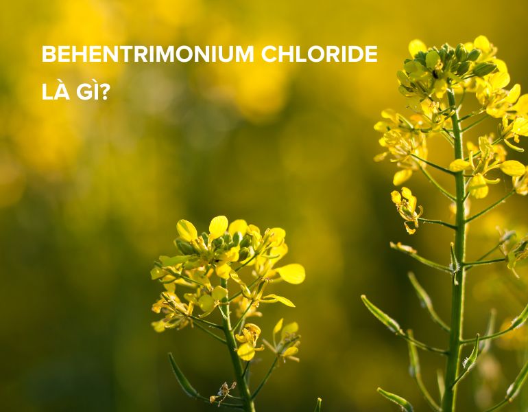 Behentrimonium chloride là gì? Sử dụng sản phẩm chứa behentrimonium chloride có an toàn không?