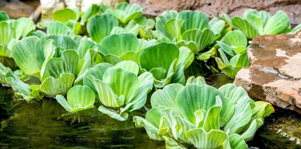 Bèo cái (Pistia stratiotes): Đặc điểm, thành phần và công dụng