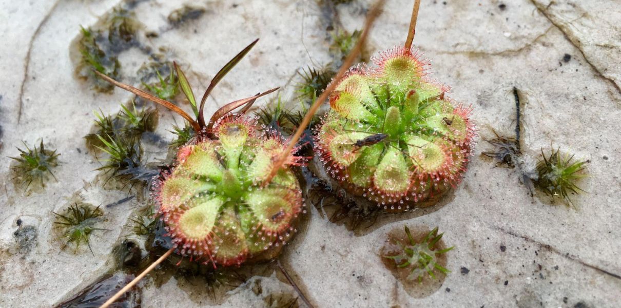 Bèo đất (Drosera burmannii): Đặc điểm, thành phần & công dụng