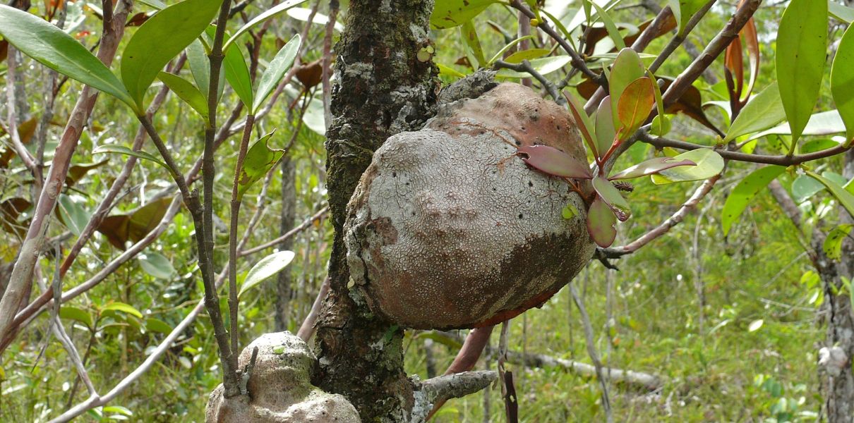 Bí kỳ nam (Hydnophytum formicarum): Đặc điểm, thành phần và công dụng