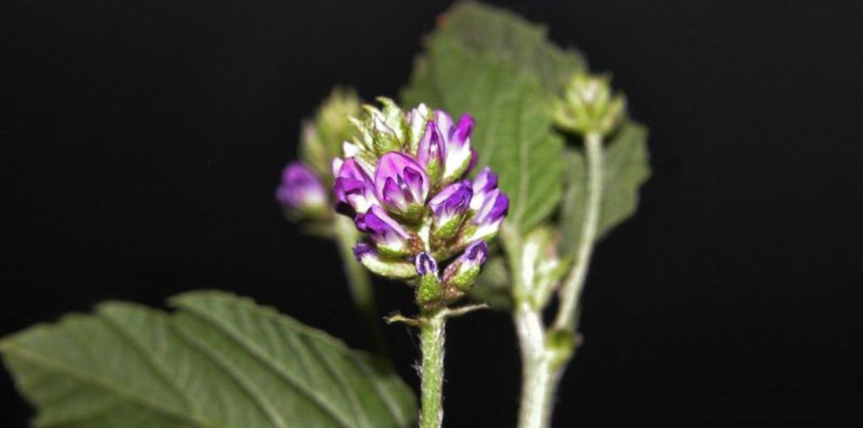Bổ Cốt Chỉ (Cullen corylifolium): Đặc điểm, thành phần và công dụng