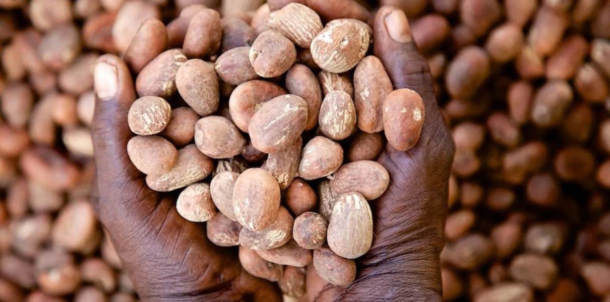 Bơ hạt mỡ (Vitellaria paradoxa): Đặc điểm, thành phần và công dụng
