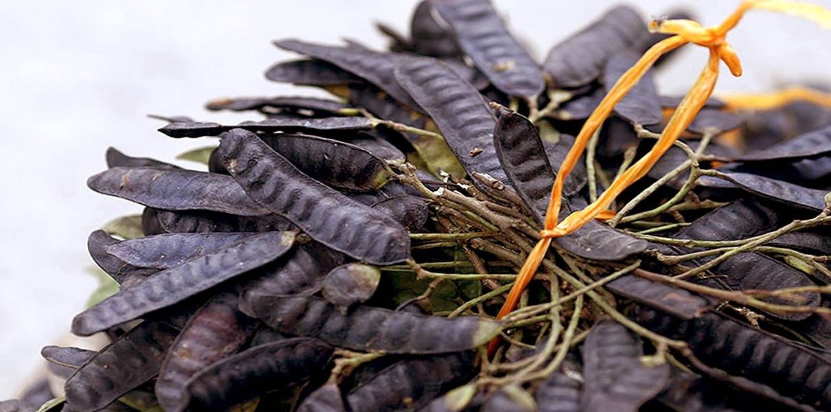 Bồ kết (Gleditsia australis): Đặc điểm, thành phần & công dụng