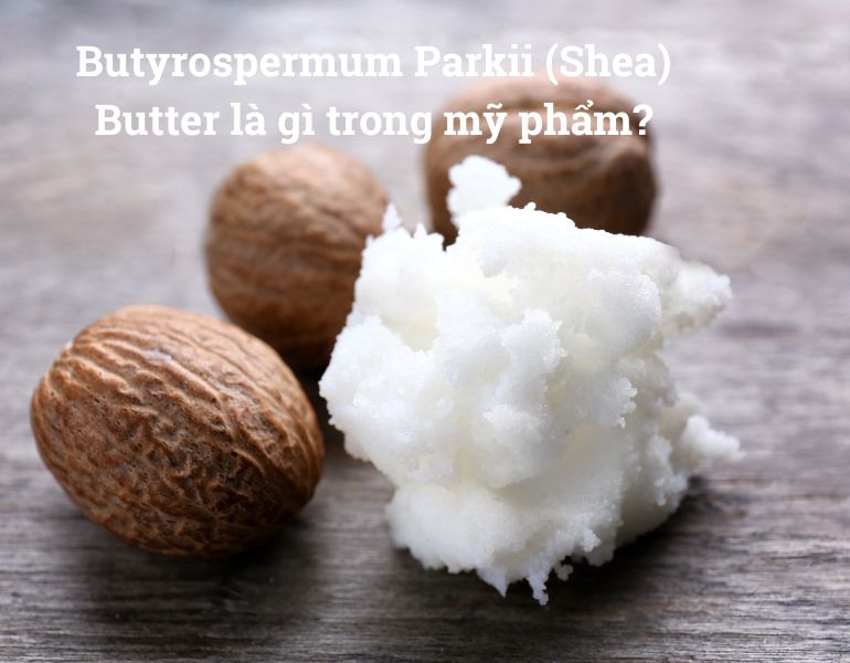 Butyrospermum Parkii (Shea) Butter là gì trong mỹ phẩm?