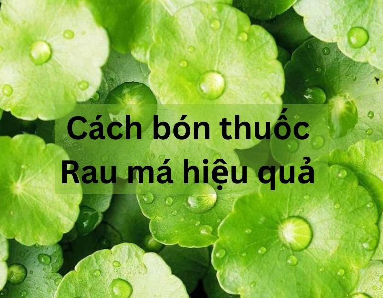 Cách bón thuốc rau má hiệu quả