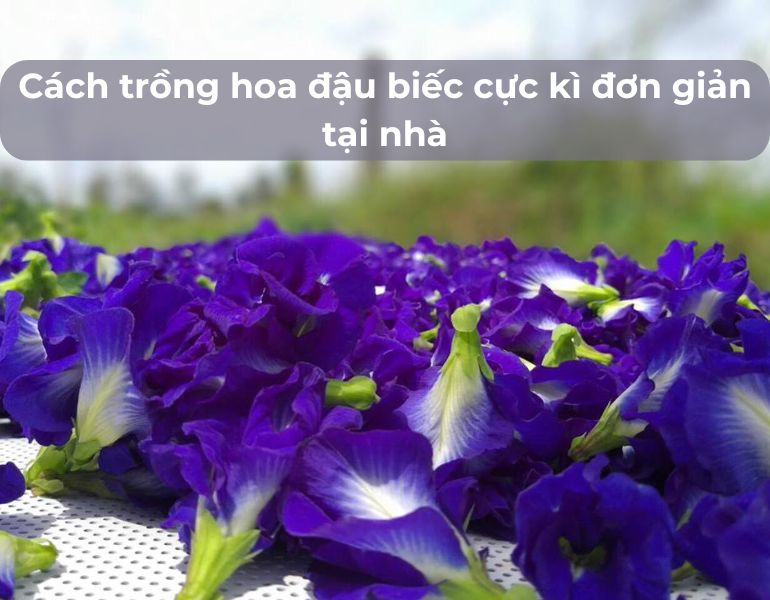 Cách trồng hoa đậu biếc cực kì đơn giản tại nhà