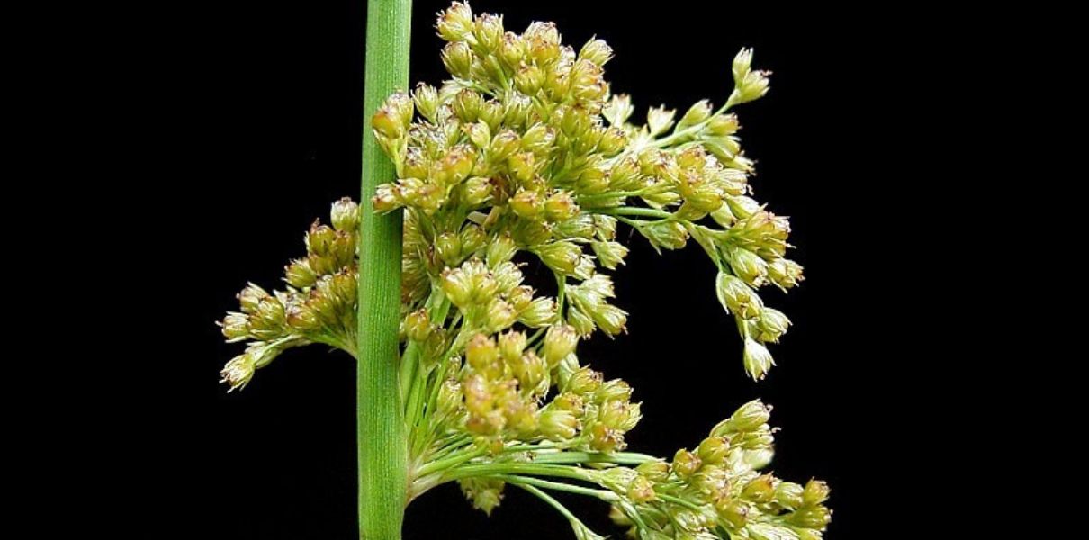 Cây bấc đèn (Juncus effusus): Đặc điểm, thành phần và công dụng