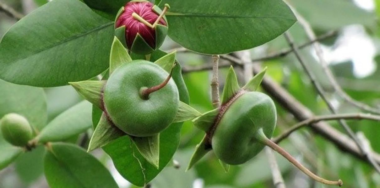 Cây bần (Sonneratia caseolaris): Đặc điểm, thành phần & công dụng