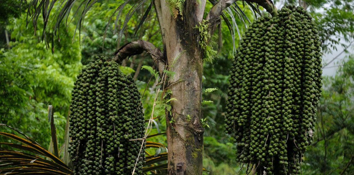 Cây báng (Arenga pinnata): Đặc điểm, thành phần và công dụng