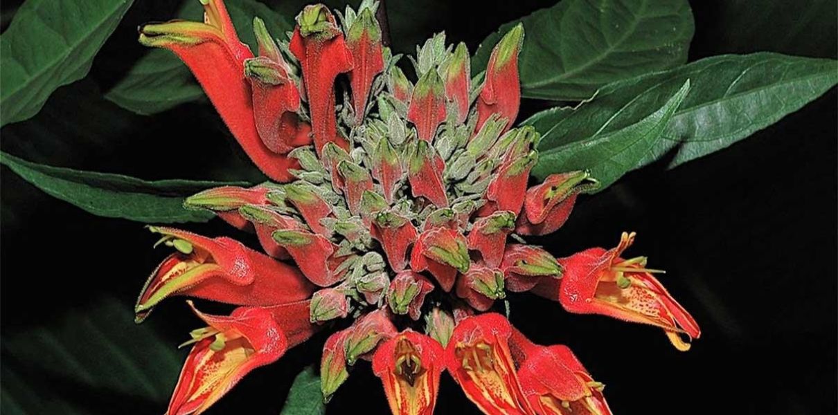 Cây bìm bịp (Clinacanthus nutans): Đặc điểm, thành phần và công dụng