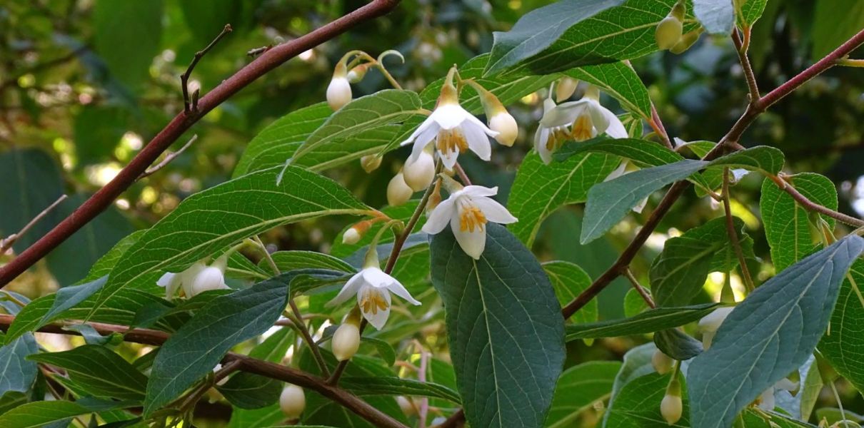 Cây Bồ Đề (Styrax tonkinensis): Đặc điểm, thành phần và công dụng