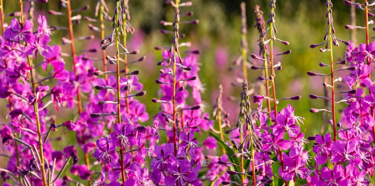 Liễu Thảo (Epilobium angustifolium) - Đặc điểm, thành phần và công dụng