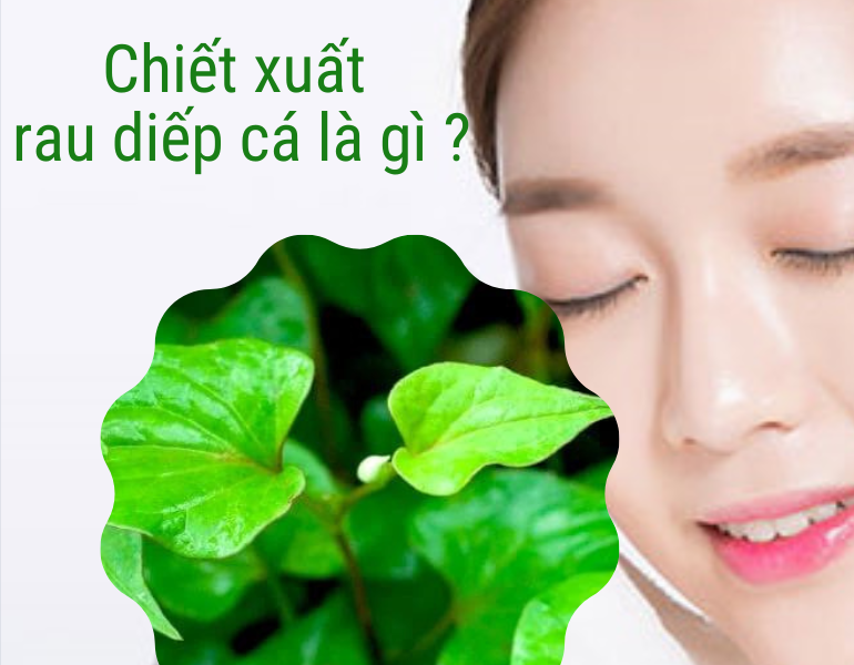 Chiết xuất rau diếp cá là gì và tác dụng của chiết xuất rau diếp cá trong làm đẹp?