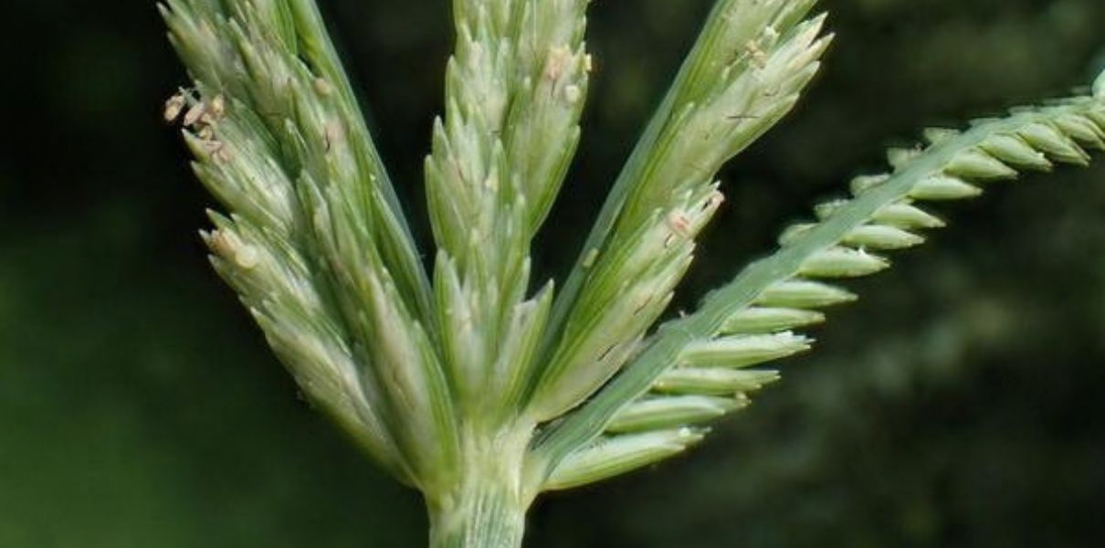 Cỏ mần trầu (Eleusine indica): Đặc điểm, thành phần và công dụng