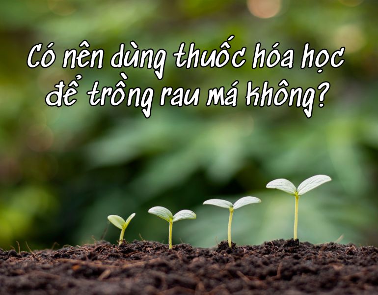 Có nên dùng thuốc hóa học để trồng rau má không?