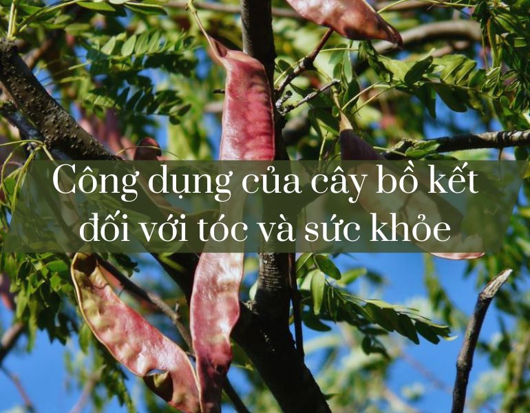 Công dụng của cây bồ kết đối với tóc và sức khỏe