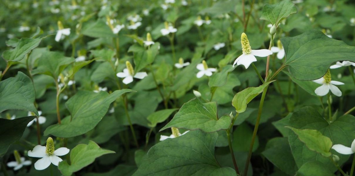 Diếp Cá (Houttuynia cordata): Đặc điểm, thành phần và công dụng