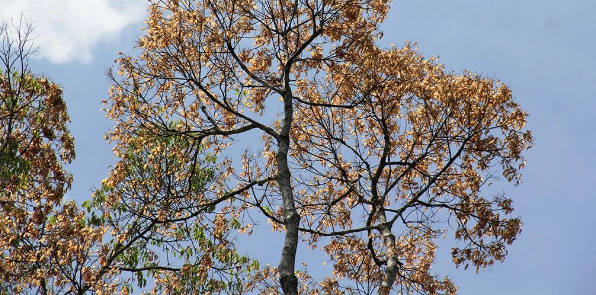 Đười ươi (Scaphium affine): Đặc điểm, thành phần & công dụng