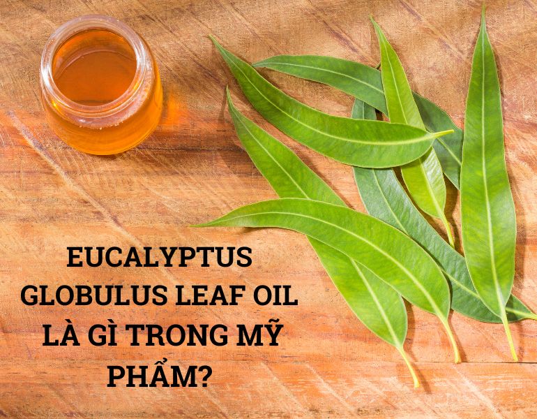 EUCALYPTUS GLOBULUS LEAF OIL LÀ GÌ TRONG MỸ PHẨM?