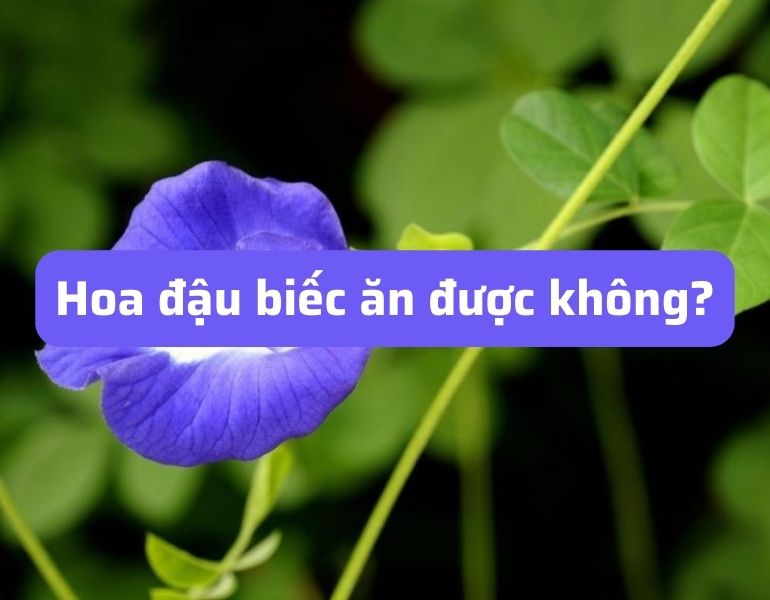 Hoa đậu biếc ăn được không?