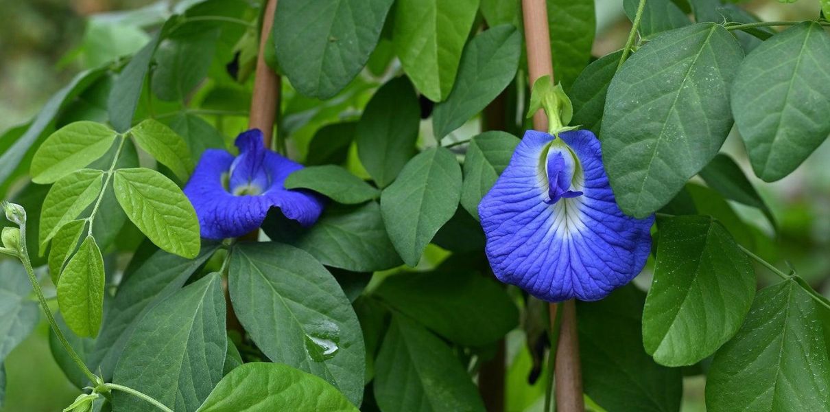 Hoa Đậu Biếc (Clitoria ternatea): Đặc điểm, thành phần & công dụng