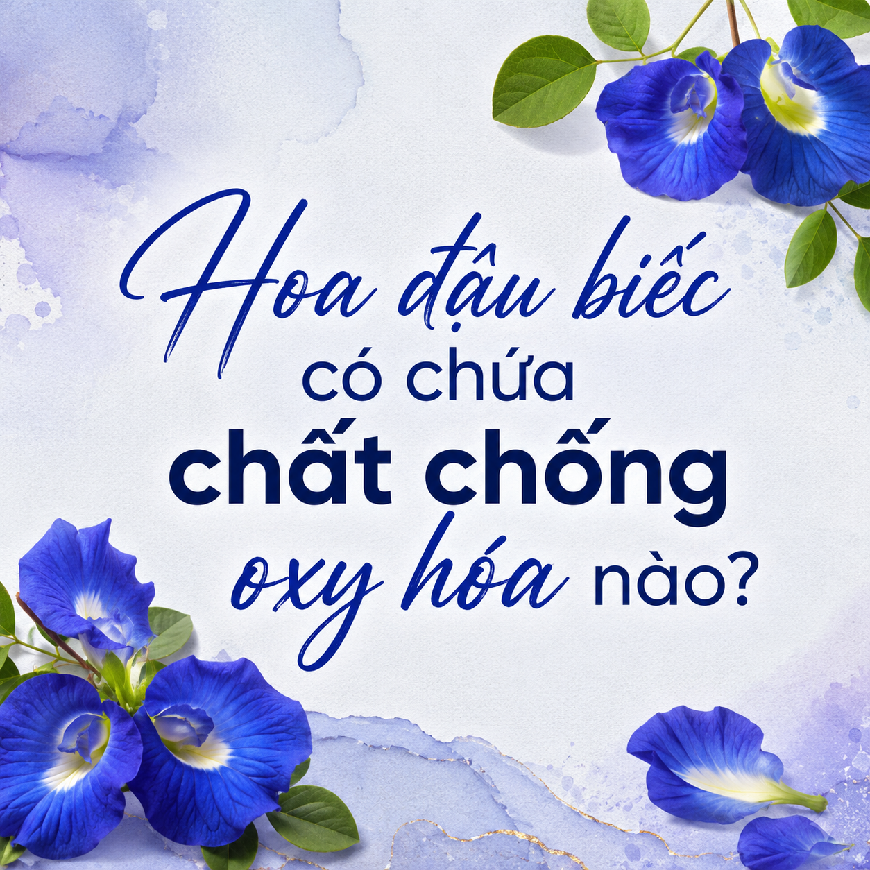 Hoa đậu biếc có chứa chất chống oxy hóa nào? Thành phần và lợi ích cho làn da
