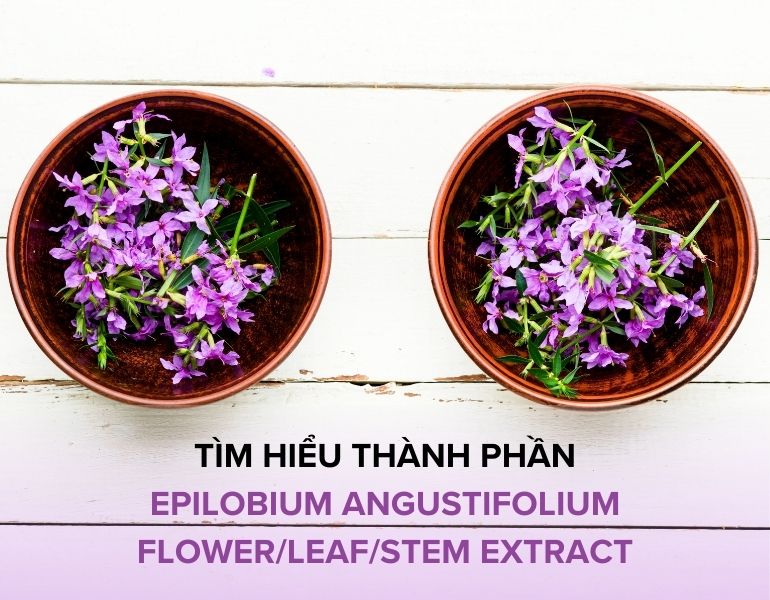 Khám phá công dụng của epilobium angustifolium flower/leaf/stem extract trong làm đẹp