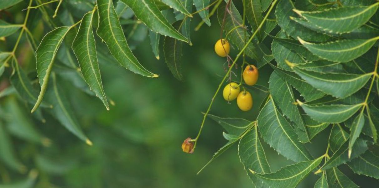 Lá Neem (Azadirachta Indica): Đặc điểm, thành phần và công dụng