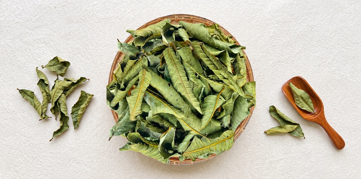 Lá ổi (Psidium guajava): Đặc điểm, thành phần, công dụng và cách sử dụng
