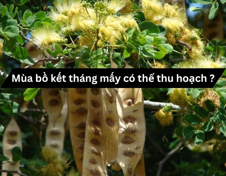 Mùa bồ kết tháng mấy có thể thu hoạch ?