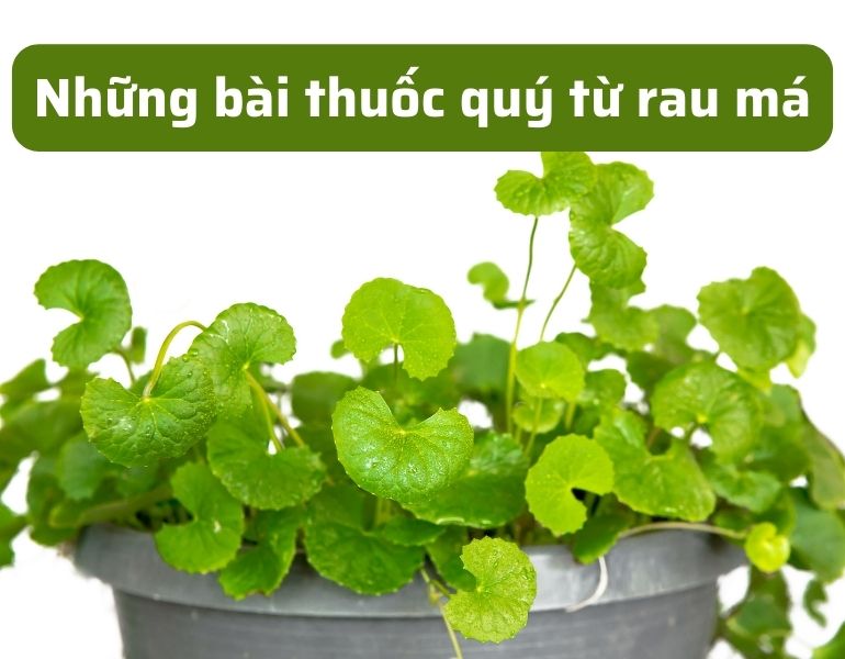 Những bài thuốc quý từ rau má