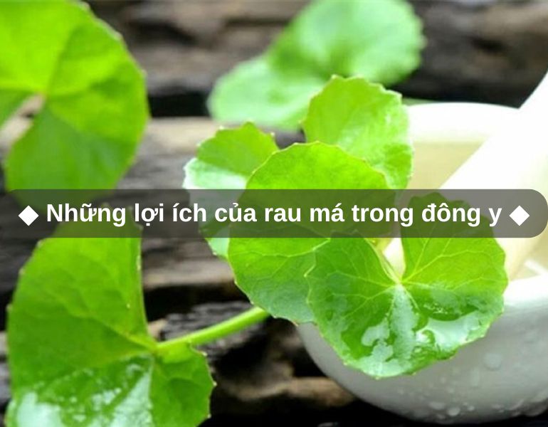 Những lợi ích của rau má trong Đông y