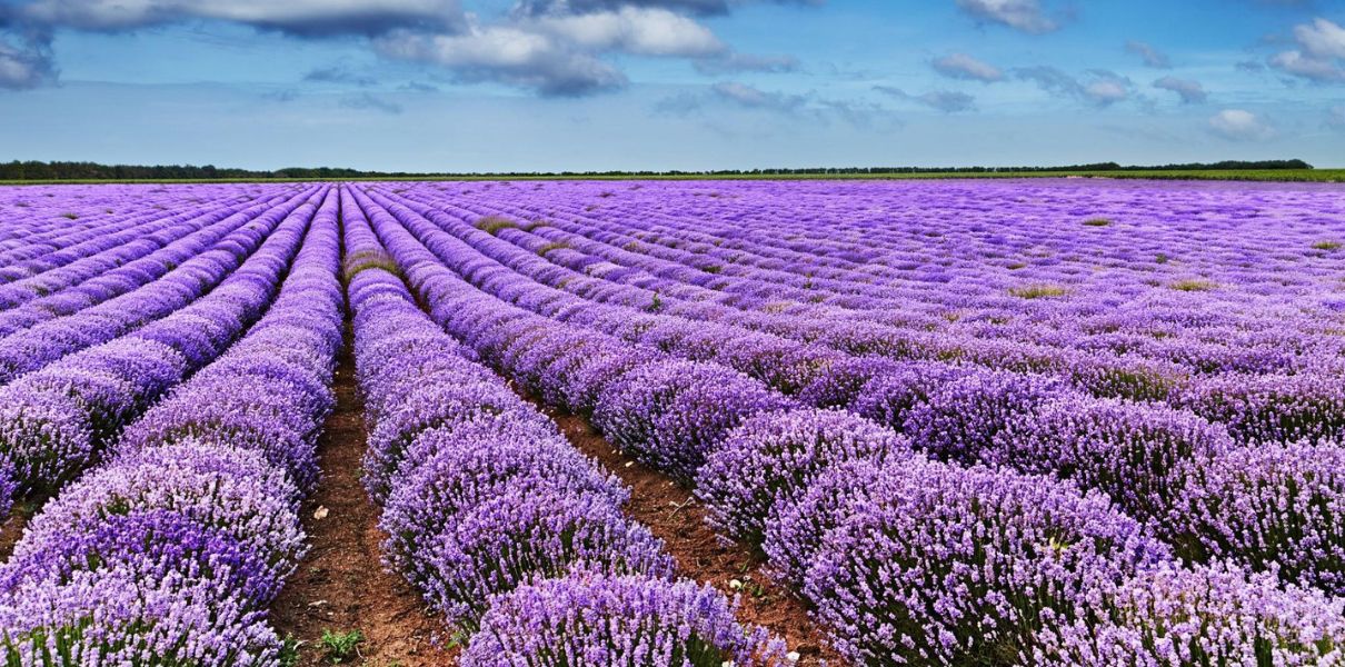 Oải hương (Lavandula angustifolia): Đặc điểm, thành phần và công dụng