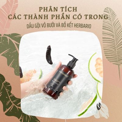 Phân tích các thành phần có trong Dầu gội Vỏ Bưởi và Bồ Kết Herbario