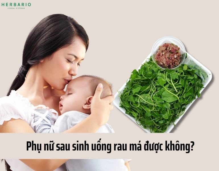 Phụ nữ sau sinh uống rau má được không?