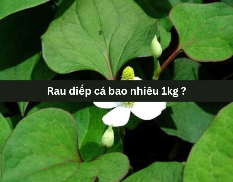 Rau diếp cá bao nhiêu 1kg ?