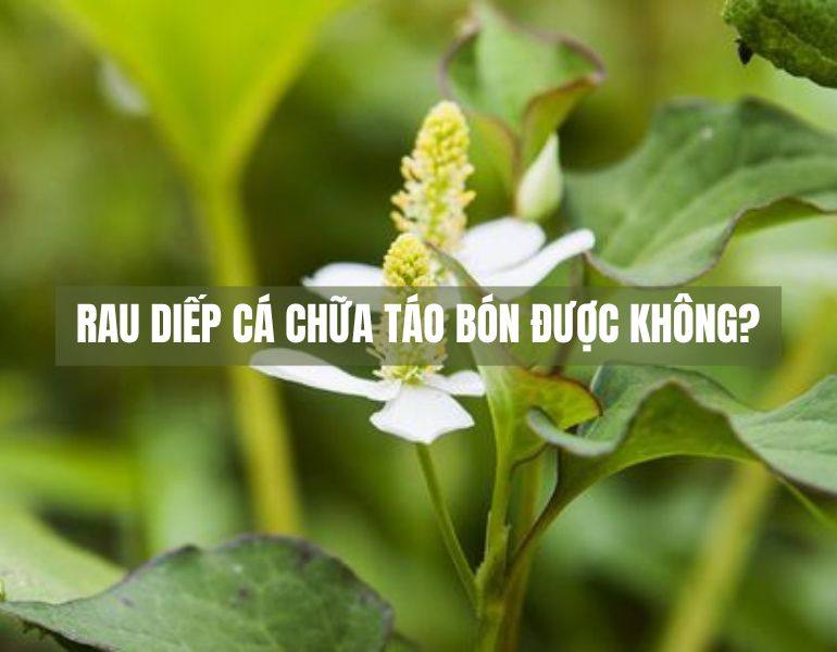 Rau diếp cá chữa táo bón được không?